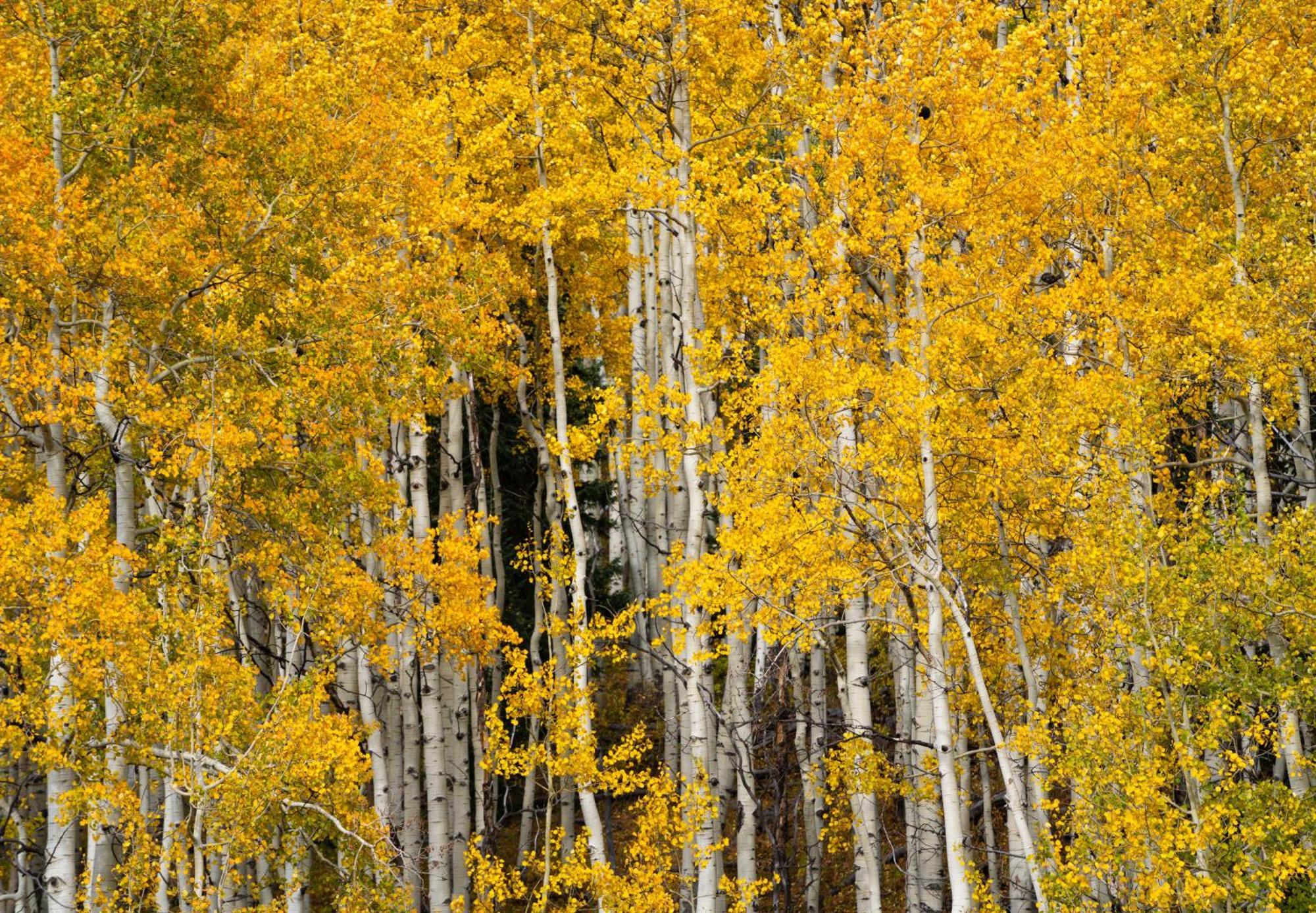 Aspen Springs Angel Fire Aparthotel Eksteriør bilde